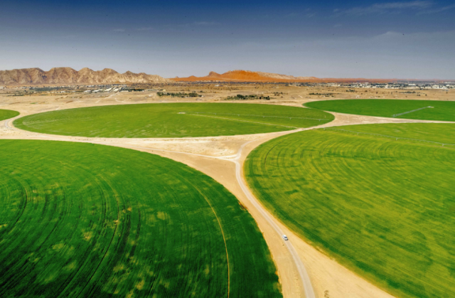 Mleiha Wheat Farm in Sharjah