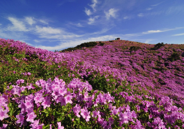 황매산 철쭉 전경